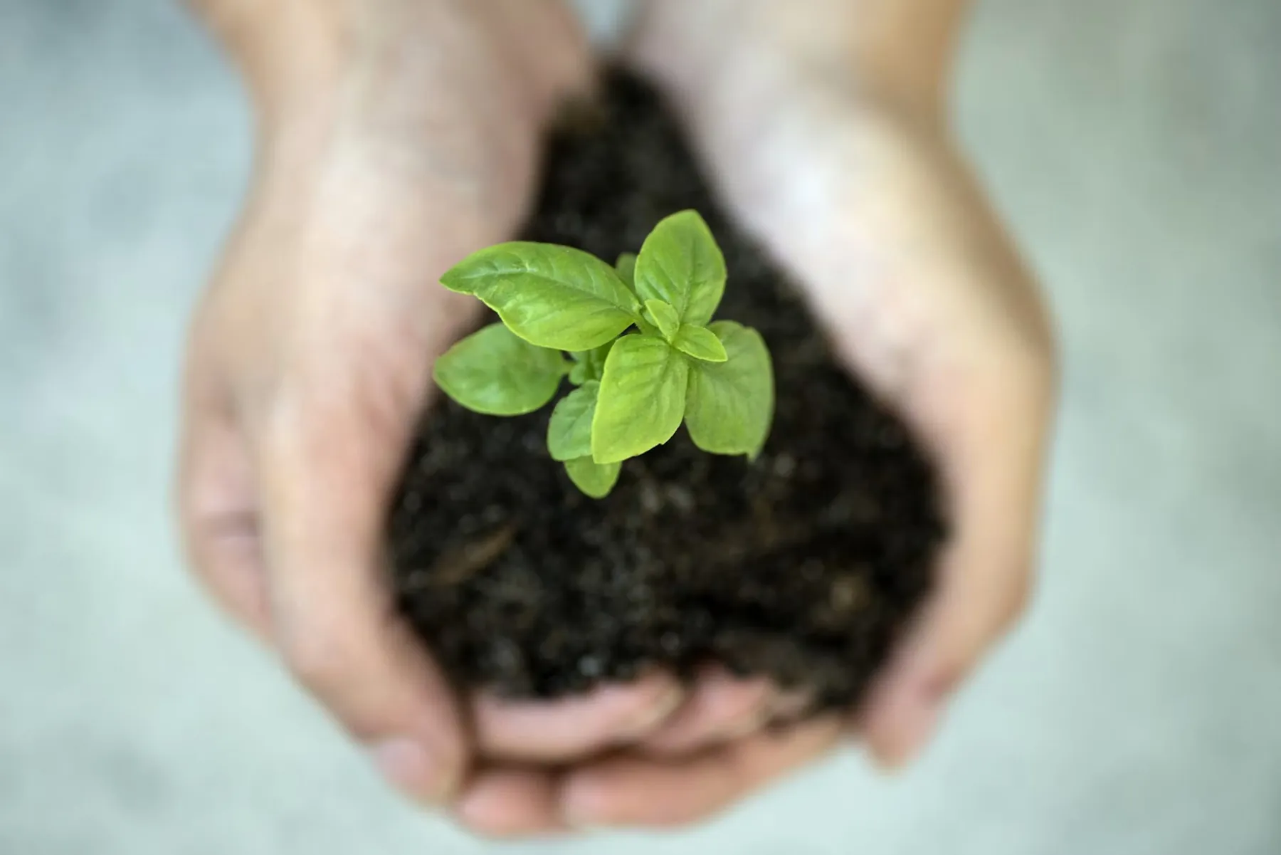 Hands holding soil and a green seedling
